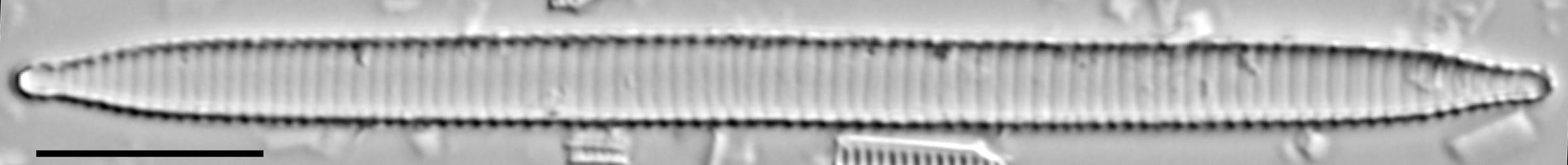 Ansp  Gc 54250  Fragilariforma Acidobiota  T7