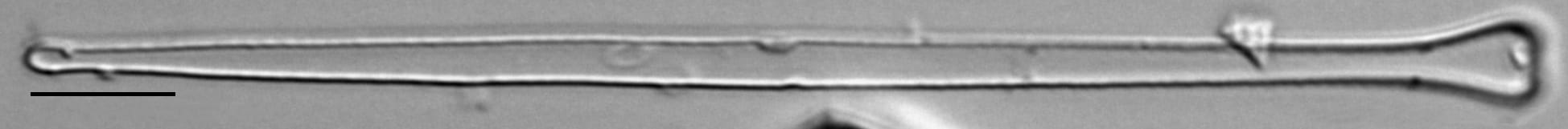 Asralf Amer  Mbe725B 1884 104 6