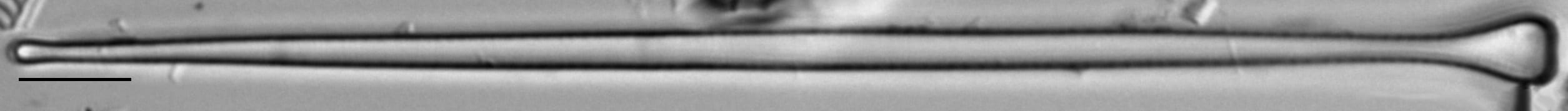 Asralf Amer  Mbe725B 2461 136 7