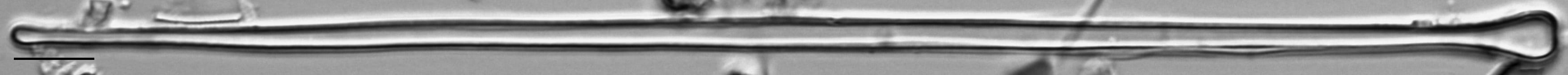 Asralf Amer  Mbe725B 3460 192 2