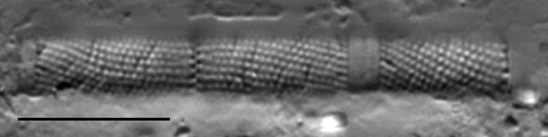 Aulacoseira ambigua LM4