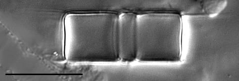 Aulacoseira herzogii LM4