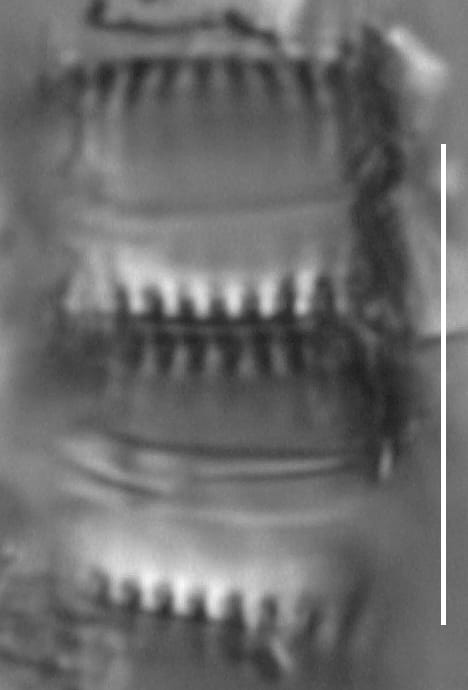 A Perglabra Type 037 Copy