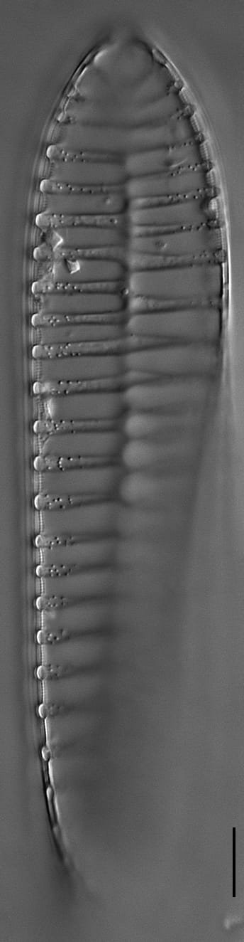 Acadia Np 057A  Gr Mead  Sur Ter2A