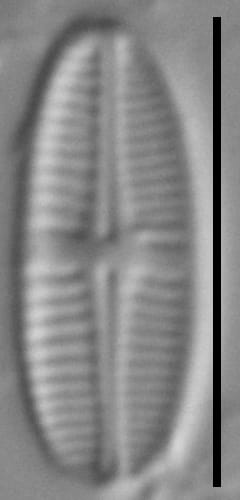 Achnanthidium delmontii LM5