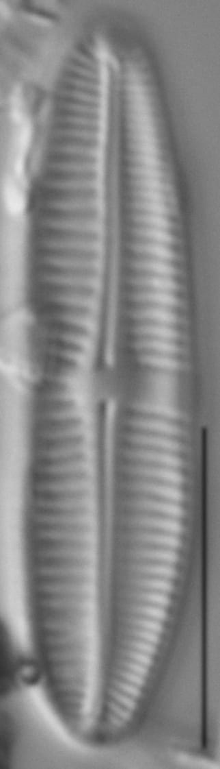 Achnanthidium delmontii LM1