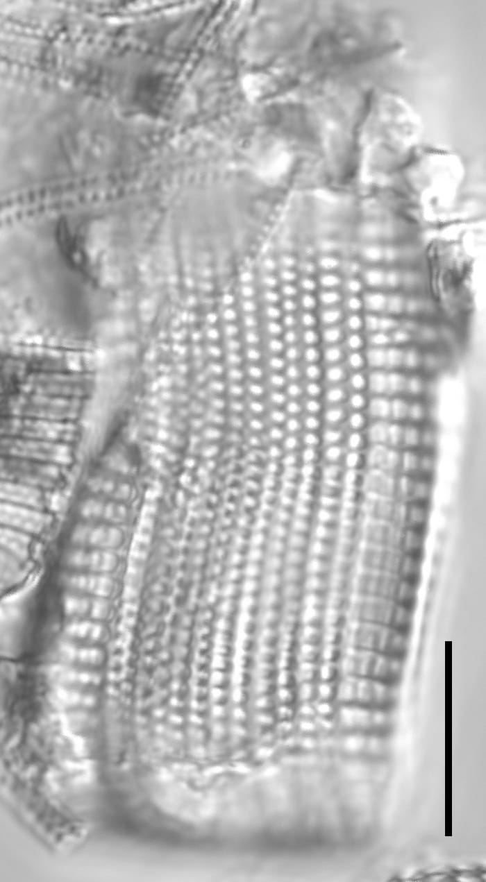 Achnanthes brevipes LM1