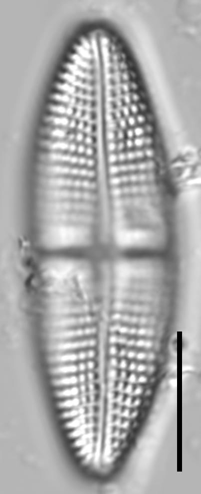 Achnanthes brevipes LM2