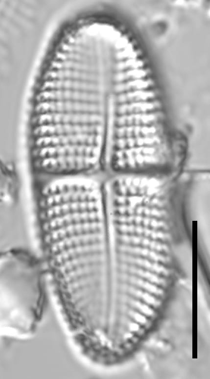 Achnanthes brevipes LM3