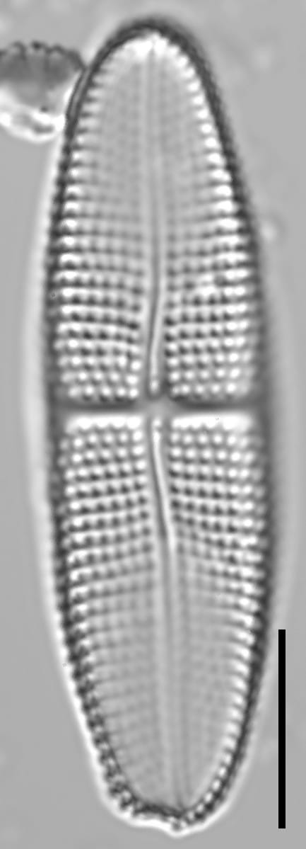 Achnanthes brevipes LM4