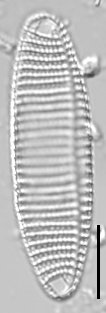 Achnanthes brevipes LM5