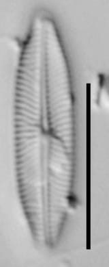 Adlafia Suchlandtii Me10016 A Vanox 111617 05 C