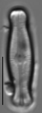 Adlafia ossiformis LM1