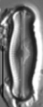 Adlafia ossiformis LM2