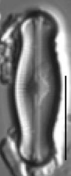 Adlafia ossiformis LM2