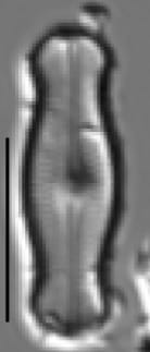 Adlafia ossiformis LM3