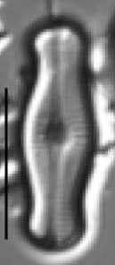 Adlafia ossiformis LM4