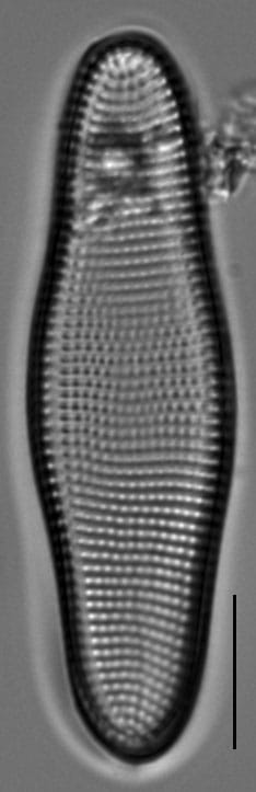 Achnanthes longboardia LM7