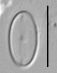 Amicula vermiculata LM5