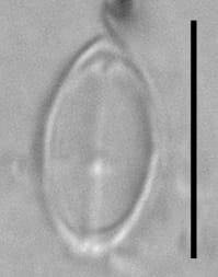 Amicula vermiculata LM3