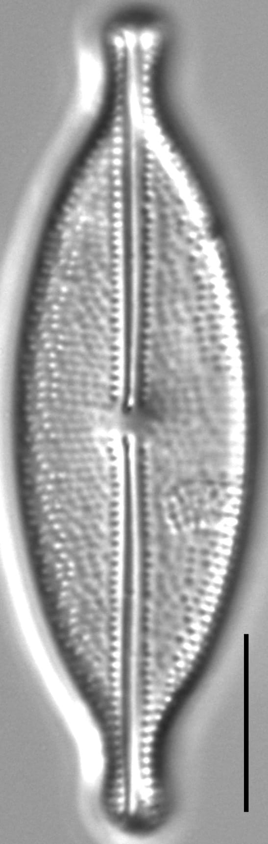 Anomoeoneis capitata LM1