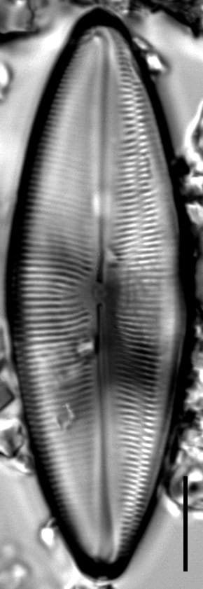 Anomoeoneis Costata Heribaudii 284802