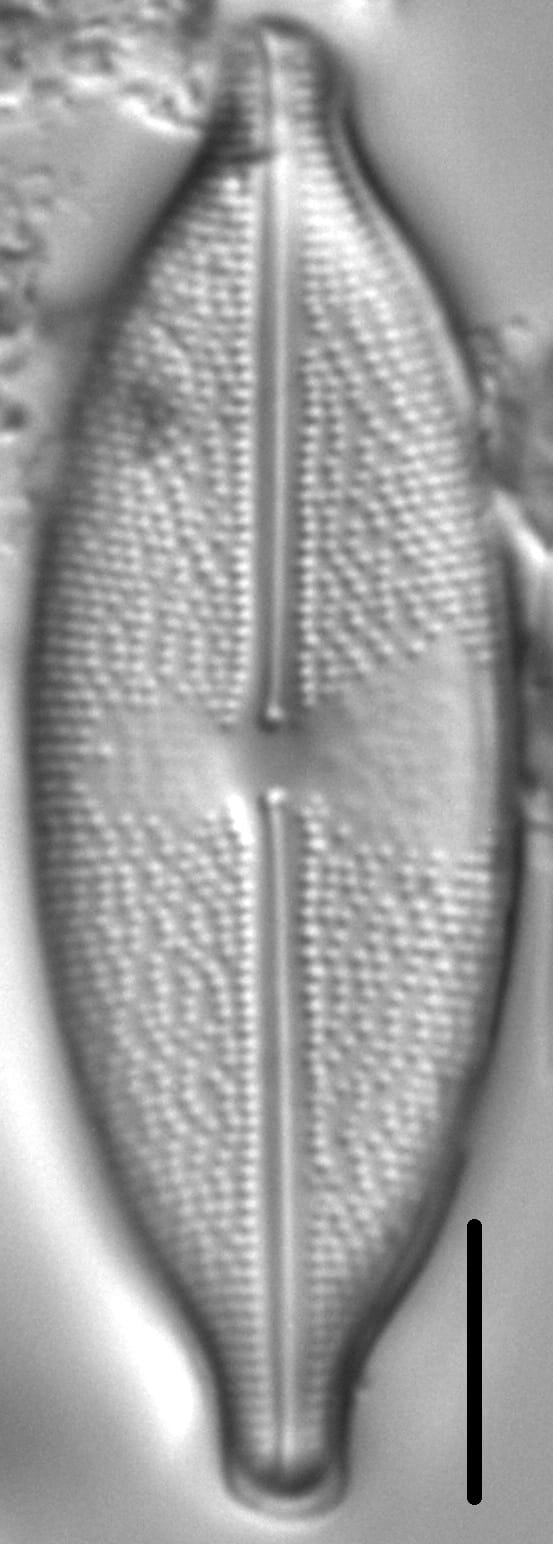 Anomoeoneis sphaerophora 6 425601