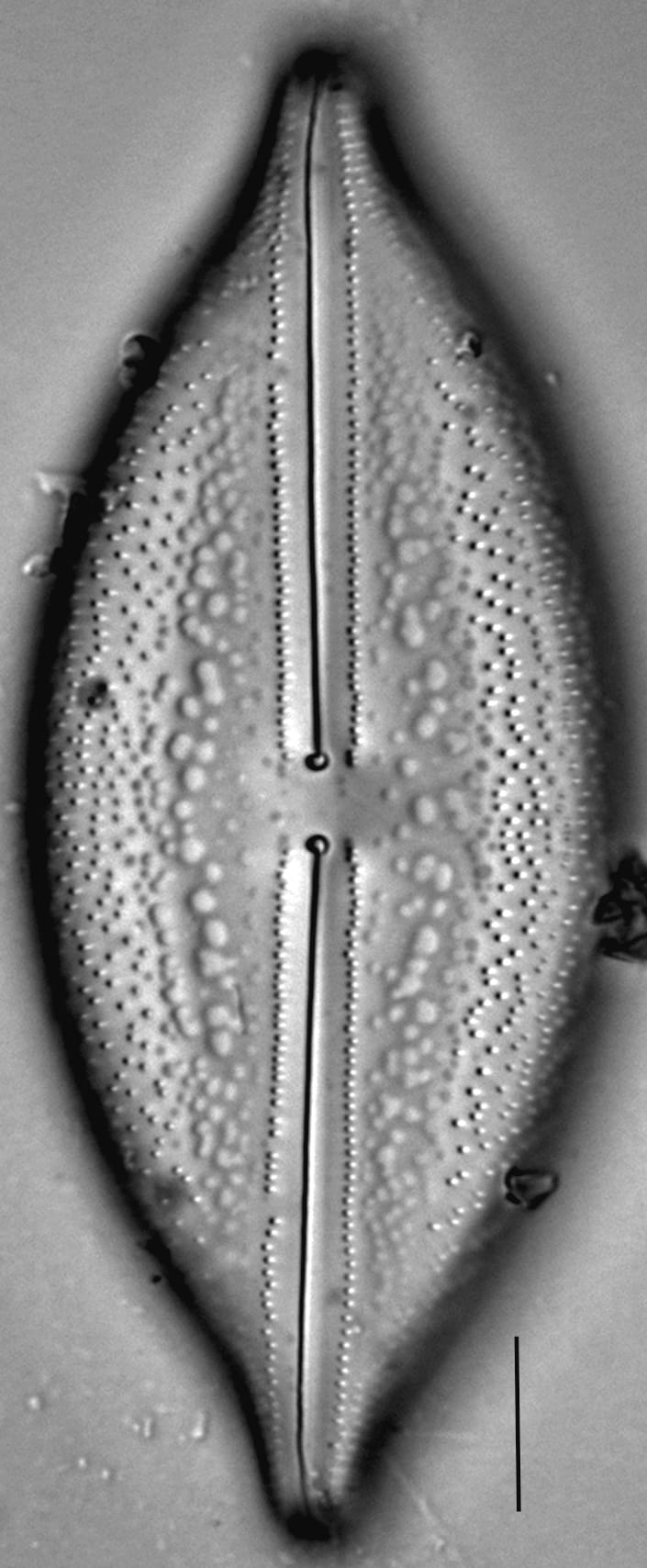 Anomoeoneis Sculpta LM4