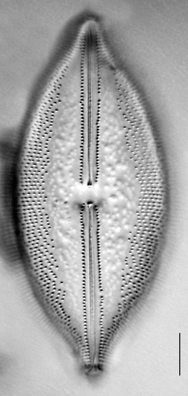 Anomoeoneis Sphaerophora F Sculpta Ill L 7 26 Image3