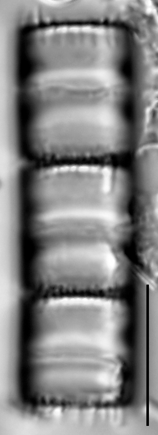 Aulacoseira pseudoamericana LM2