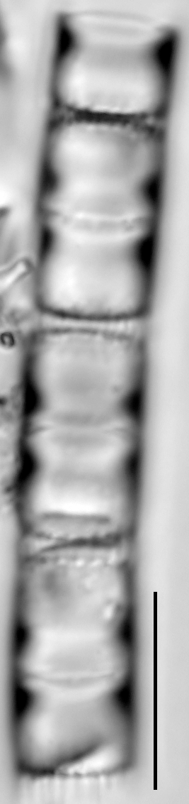 Aulacoseira pseudoamericana LM3