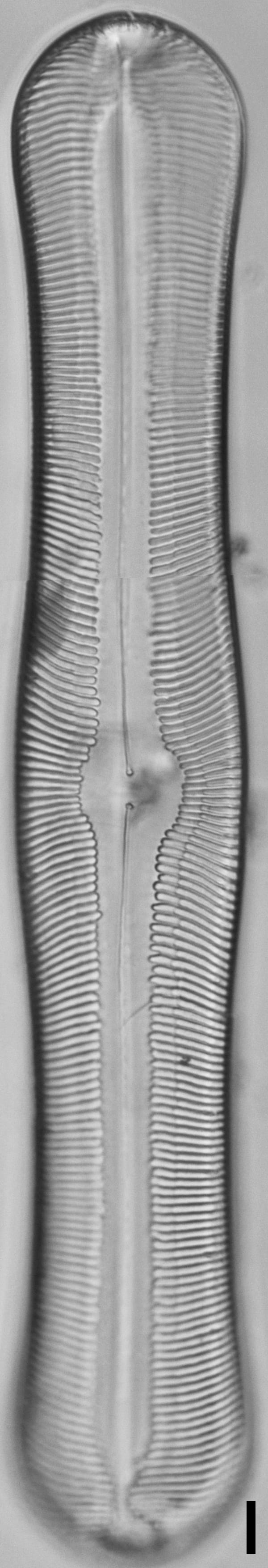 Pinnularia alabamae LM1
