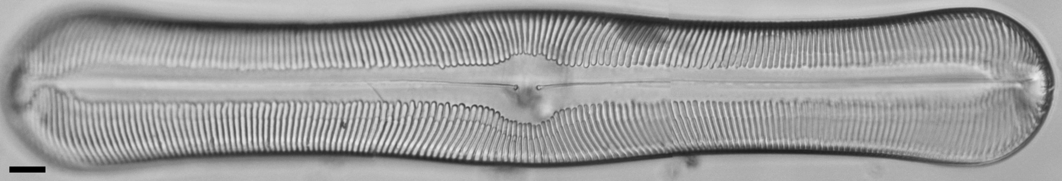 Pinnularia alabamae LM1