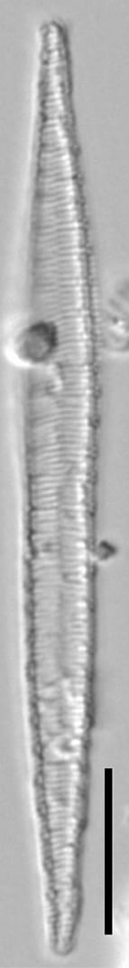 Brant 1062 Idelicatissima 1035 55 9