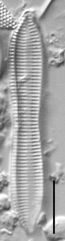 Tryblionella apiculata LM1