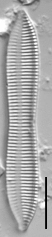 Tryblionella apiculata LM2