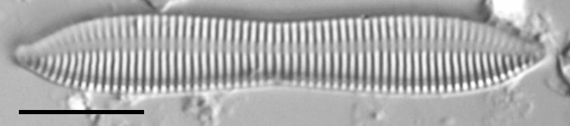 Tryblionella apiculata LM2