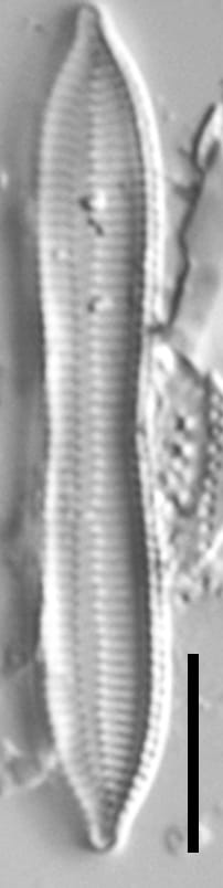 Tryblionella apiculata LM3