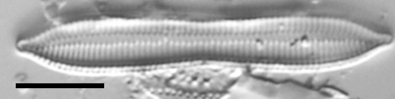 Tryblionella apiculata LM3