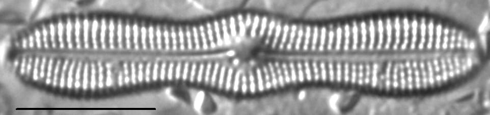 Boreozonacola hustedtii LM1