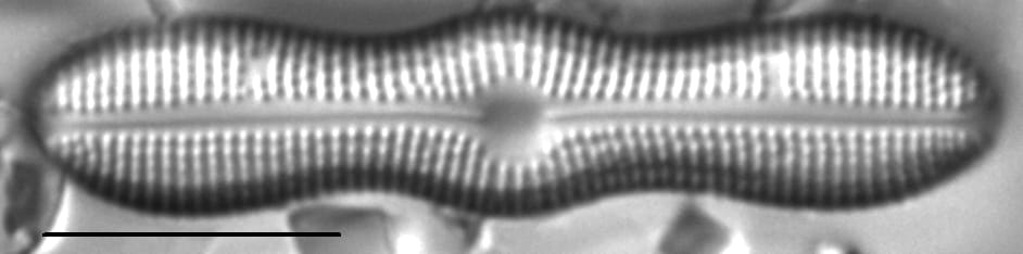 Boreozonacola hustedtii LM2