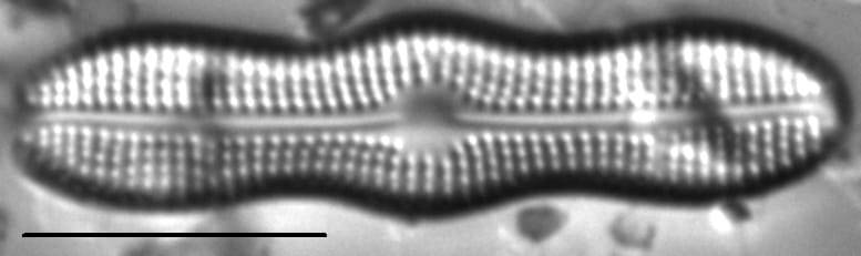 Boreozonacola hustedtii LM3