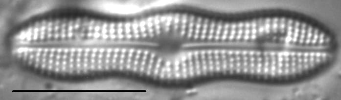 Boreozonacola hustedtii LM4