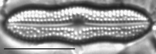 Boreozonacola hustedtii LM5