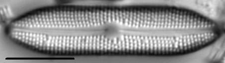 Boreozonacola olympica LM3