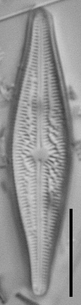 Brachysira elisabethiana Type Material 1 BR-4657