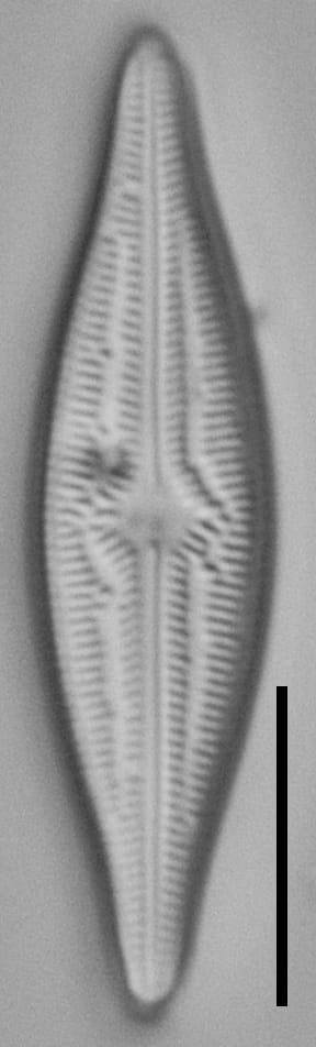 Brachysira elisabethiana Type Material 2 BR-4657