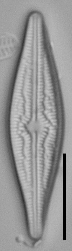 Brachysira elisabethiana Type Material 3 BR-4657