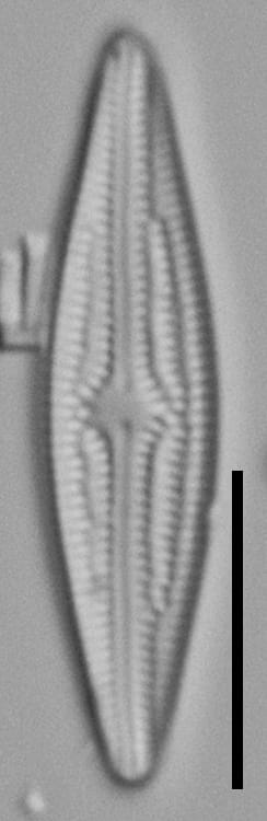 Brachysira elisabethiana Type Material 4 BR-4657