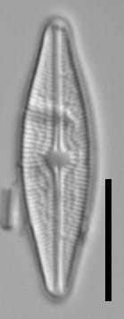 Brachysira brebissonii 1 NPS 13263b